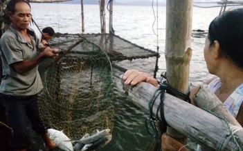 Nuôi cá bán tết, ngư dân mếu máo vì 50 tấn cá chết bất thường